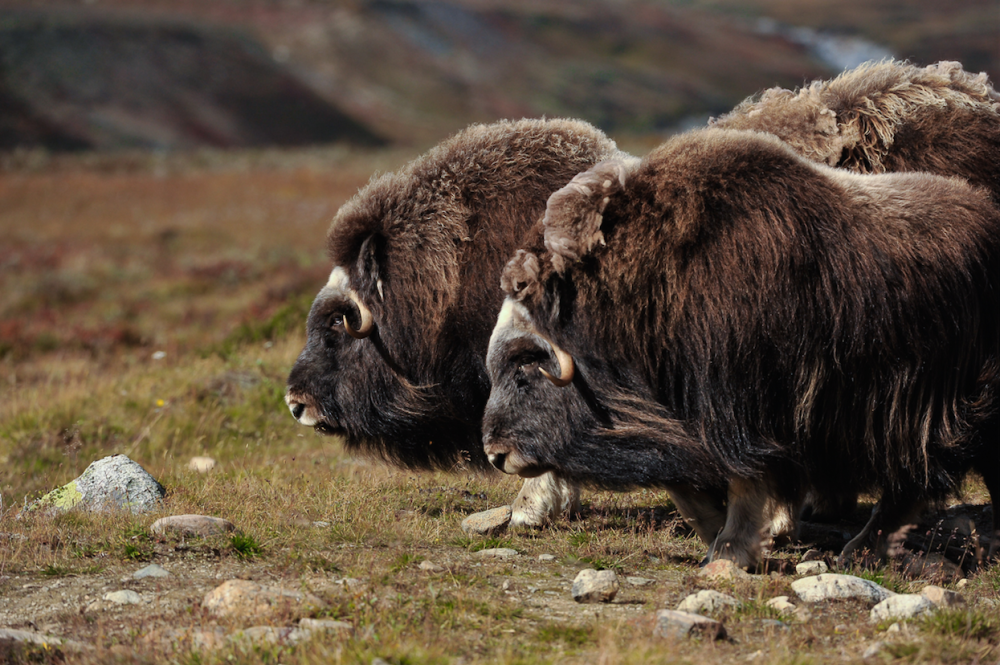 moskus - Norway nature