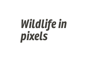 Wildlife in pixels 
